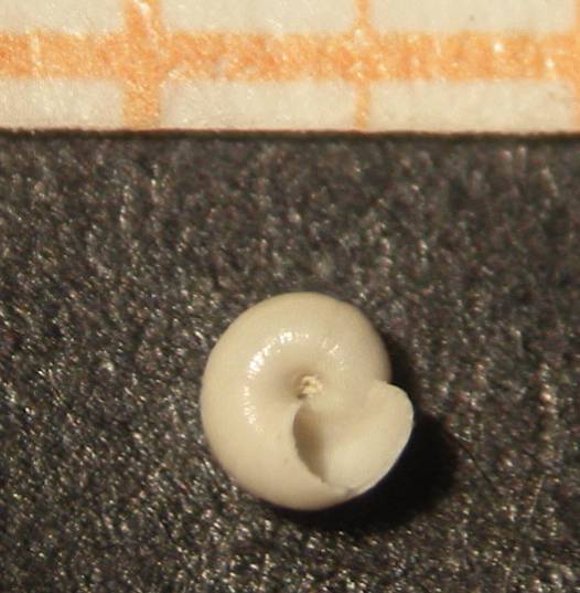 Akritogyra?