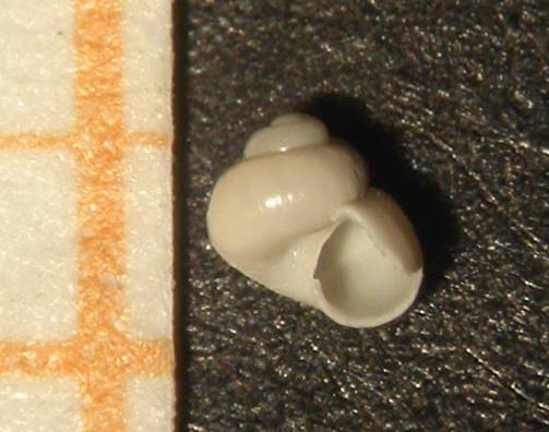 Akritogyra?