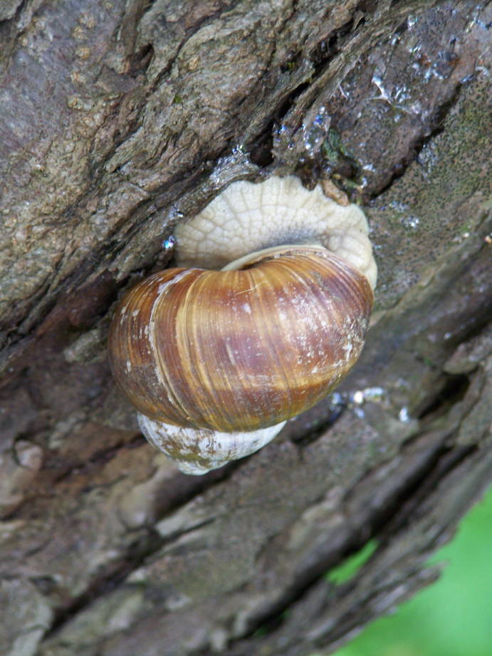 Helix Romania