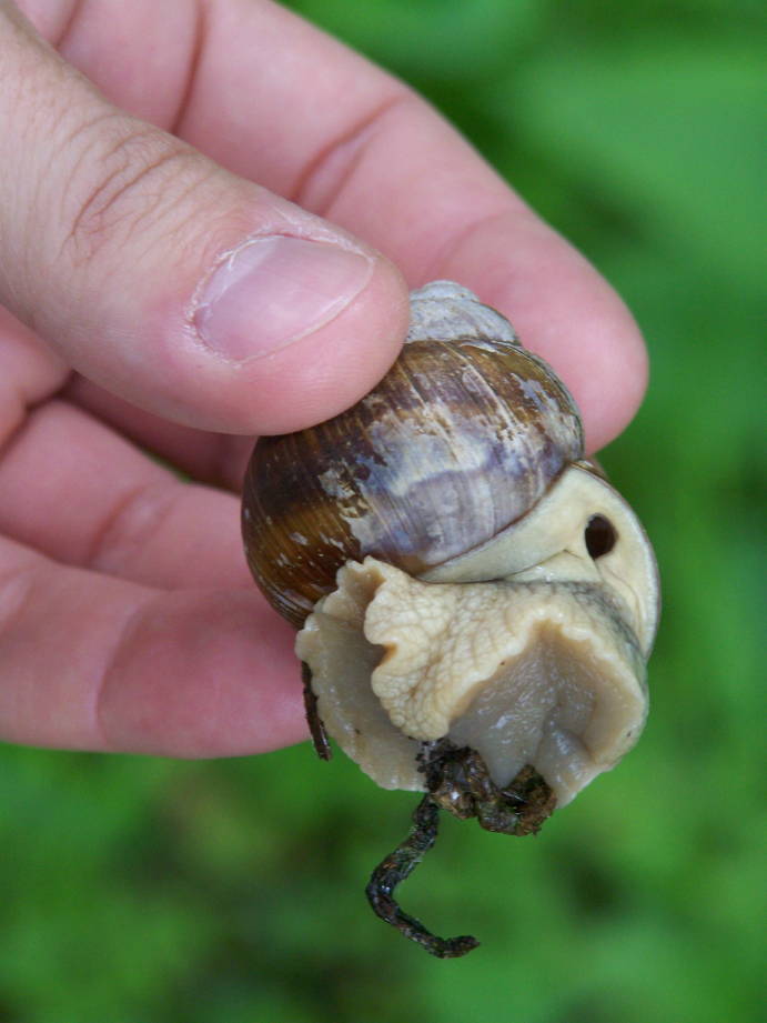 Helix Romania
