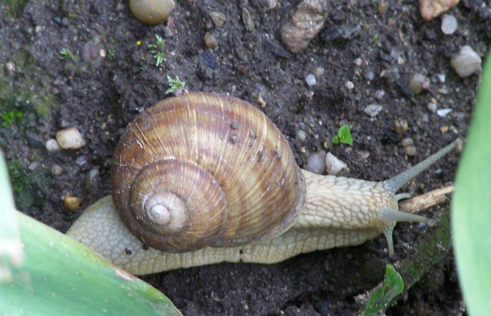 Helix Romania