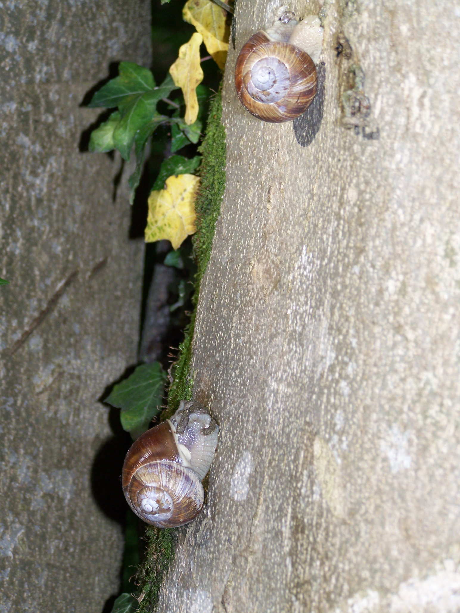 Helix Romania