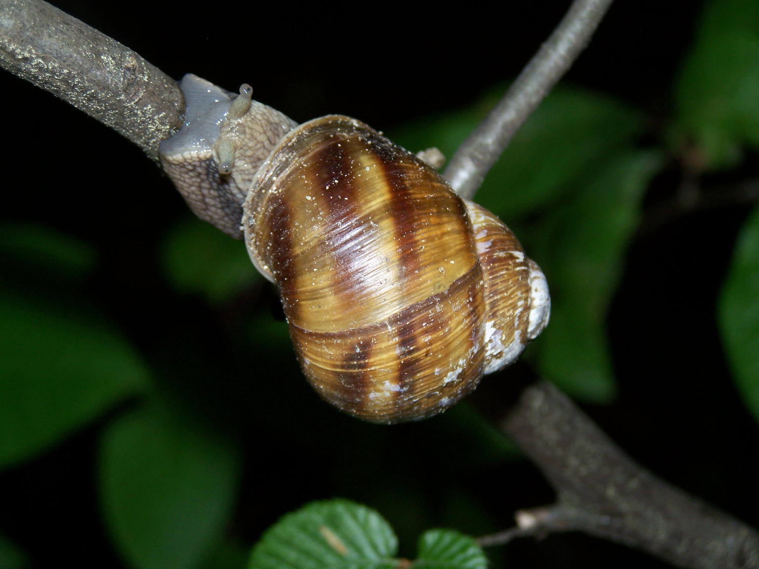 Helix Romania