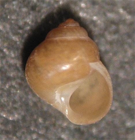 Assiminea