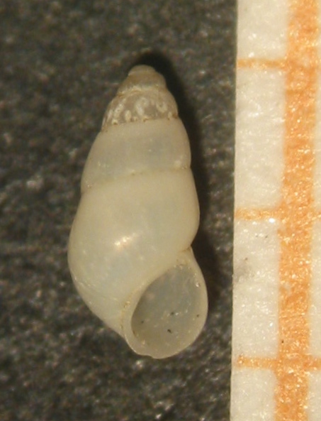 Hydrobia glyca