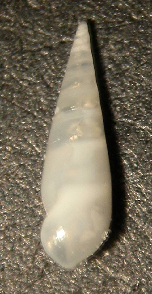 Melanella gruppo polita