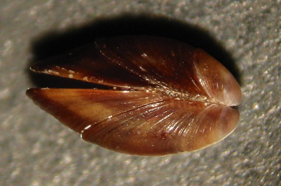 Musculista senhousia?