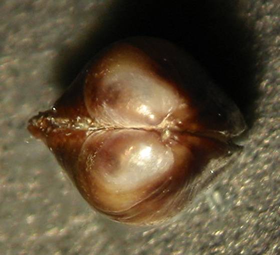 Musculista senhousia?