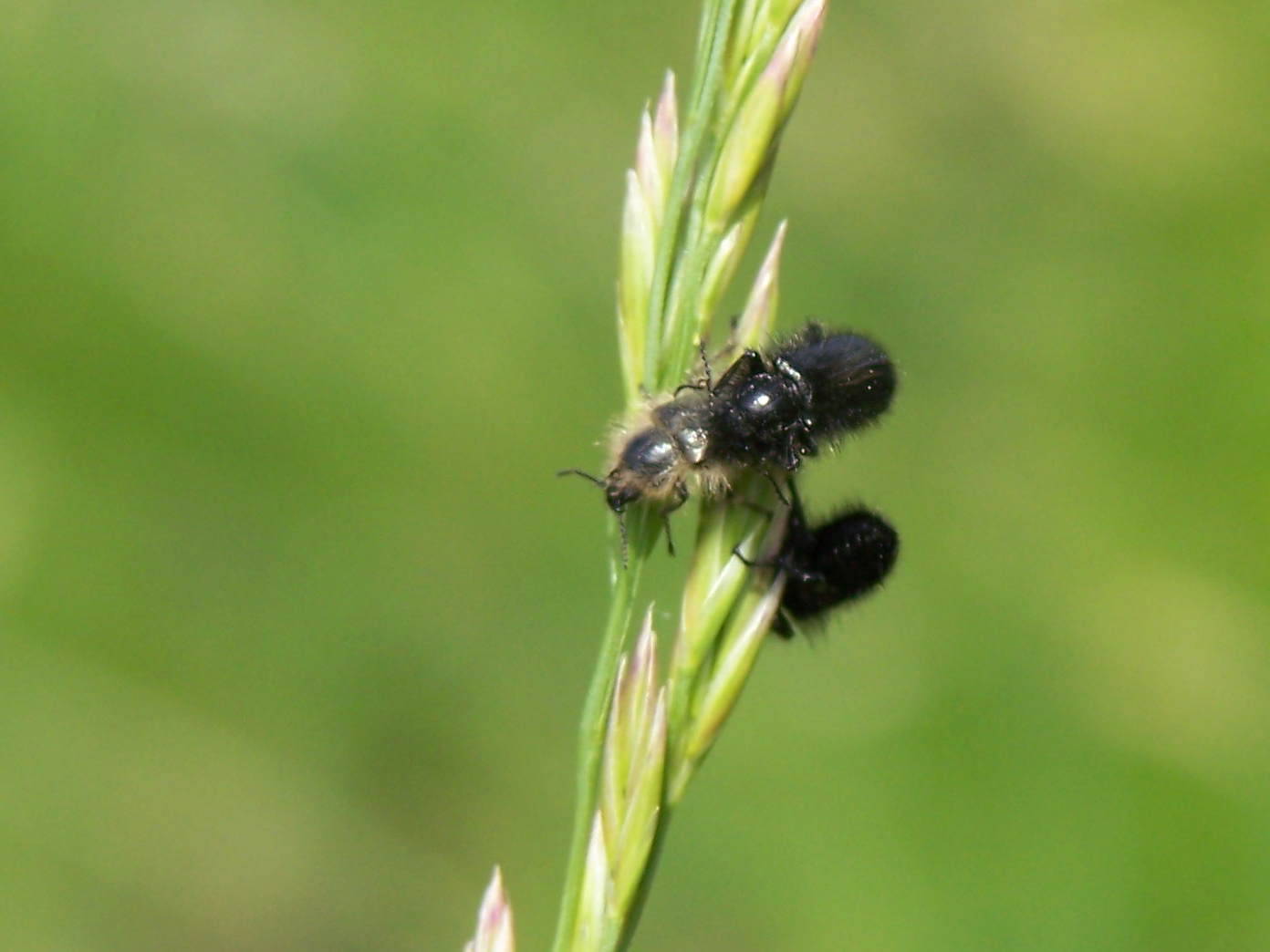 conferma Enicopus pilosus