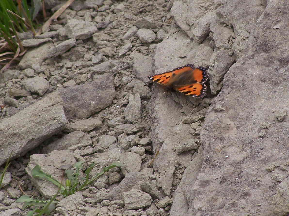 conferma Nymphalis polychloros monti della laga