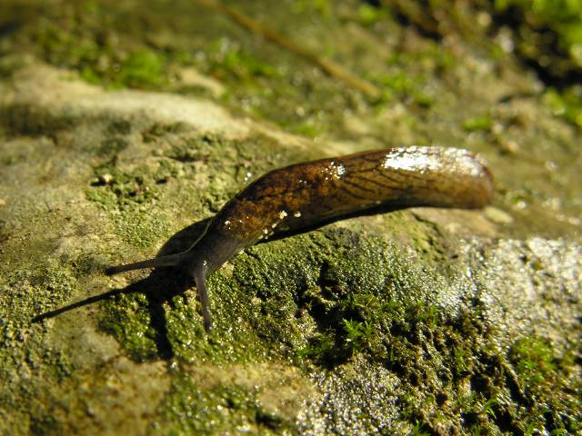 Tandonia cf. budapestensis