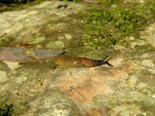 Tandonia cf. budapestensis