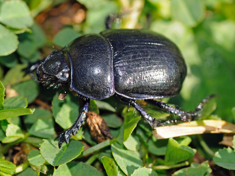 Anoplotrupes stercorosus