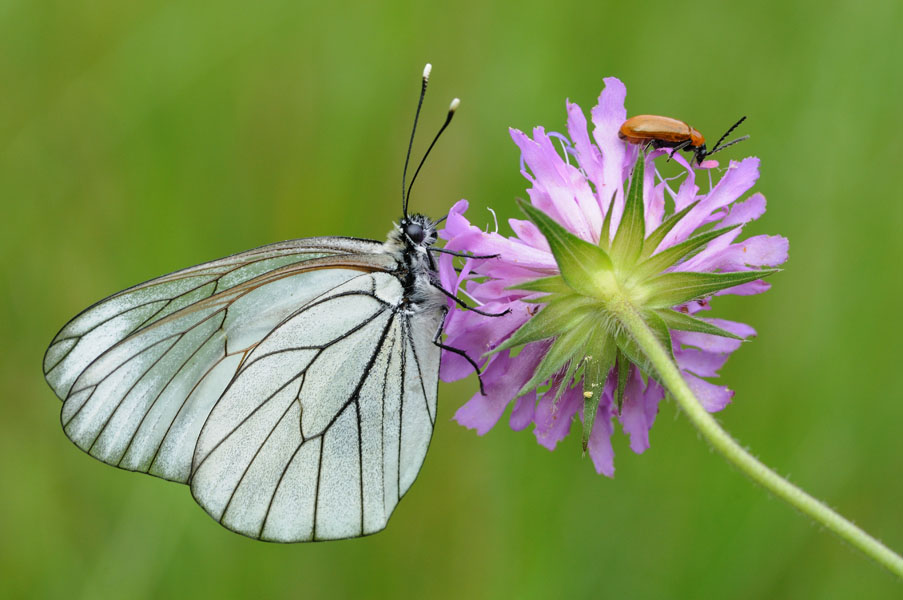 Aporia crataegi