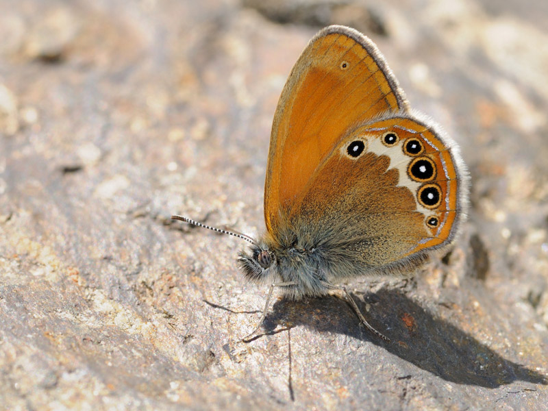 Coenonympha darwiniana ?