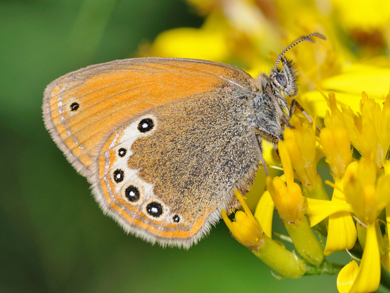 Coenonympha darwiniana ?