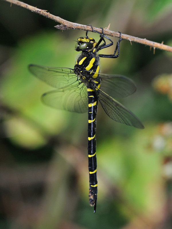 Cordulegaster bidentata
