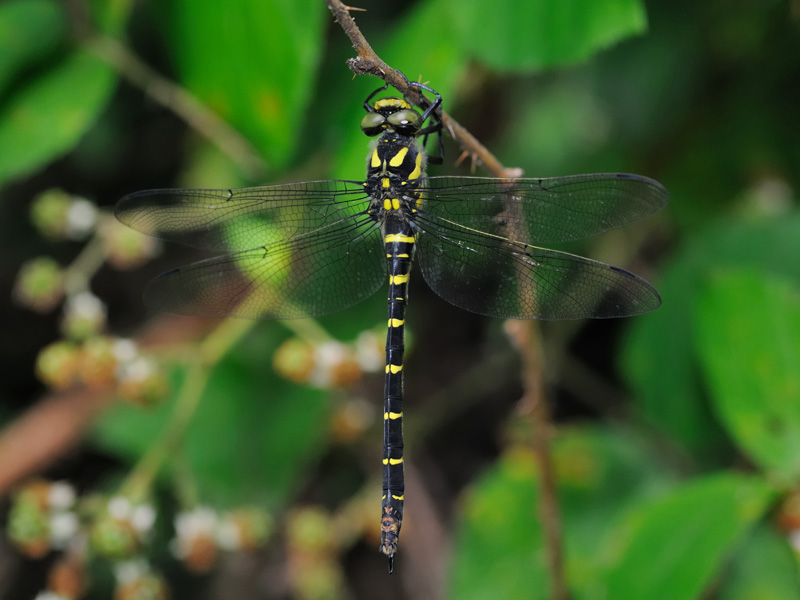 Cordulegaster bidentata