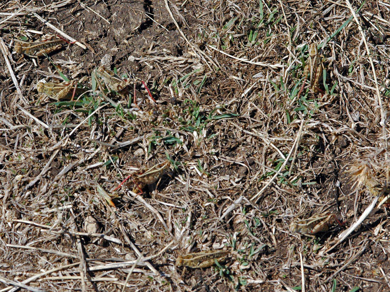 il guardone: Acrotylus patruelis