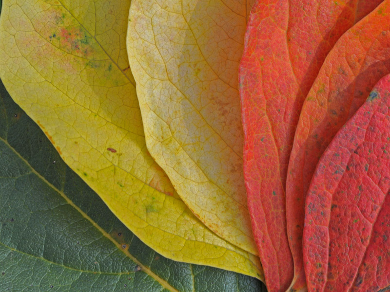 I colori dell''autunno...