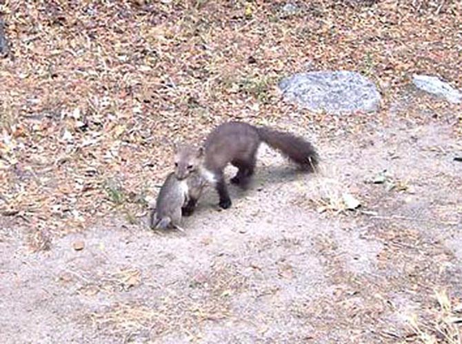 Incontro imprevisto con una faina con in bocca un... ratto?