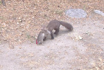 Incontro imprevisto con una faina con in bocca un... ratto?