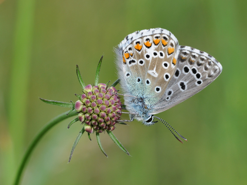 Lysandra bellargus