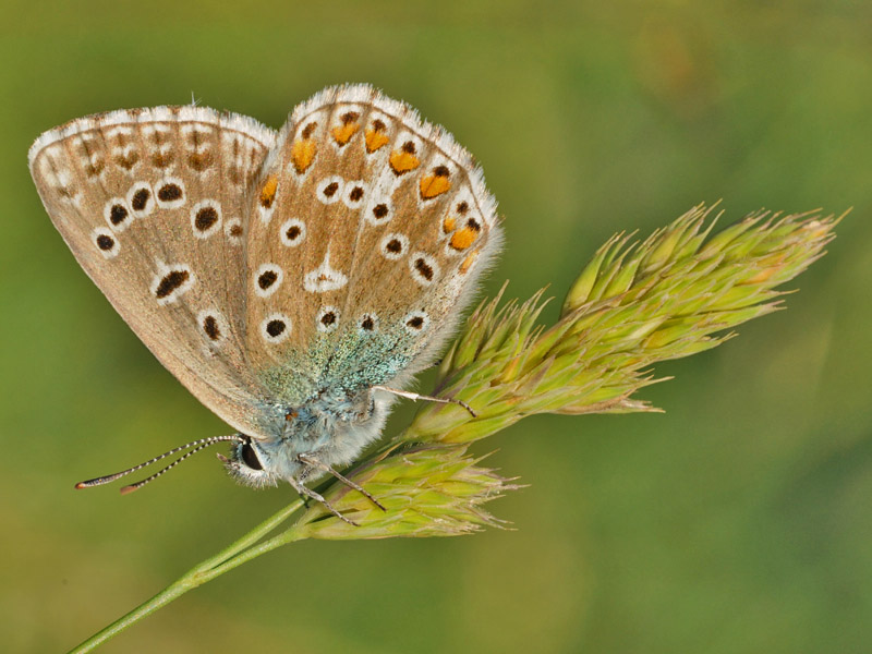 Lysandra bellargus