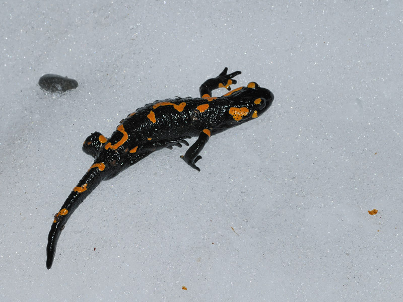 Anfibi freddolosi?