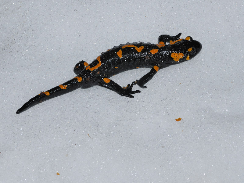 Anfibi freddolosi?
