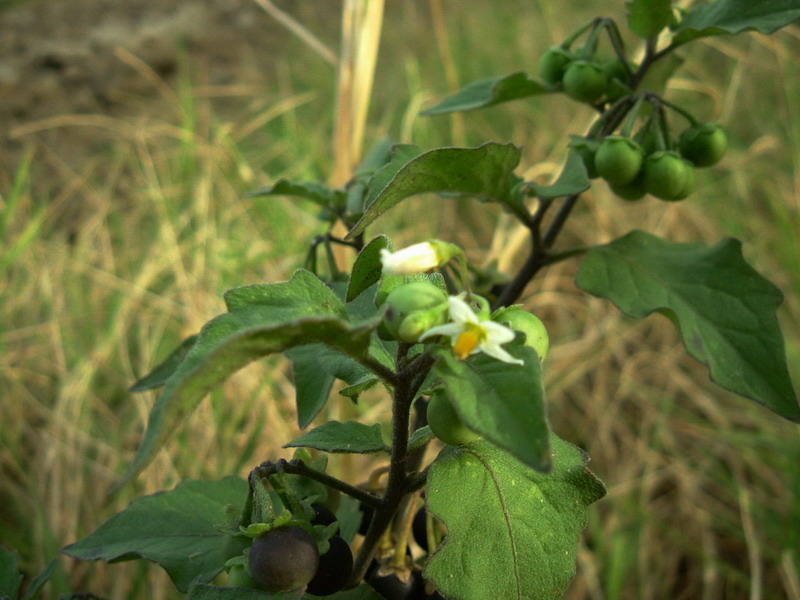 Solanum nigrum / Morella comune, Erba morella