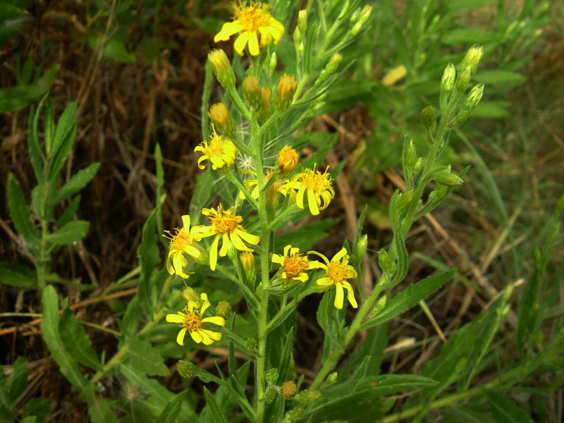 Dittrichia viscosa / Enula cepittoni