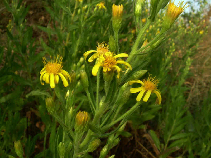 Dittrichia viscosa / Enula cepittoni