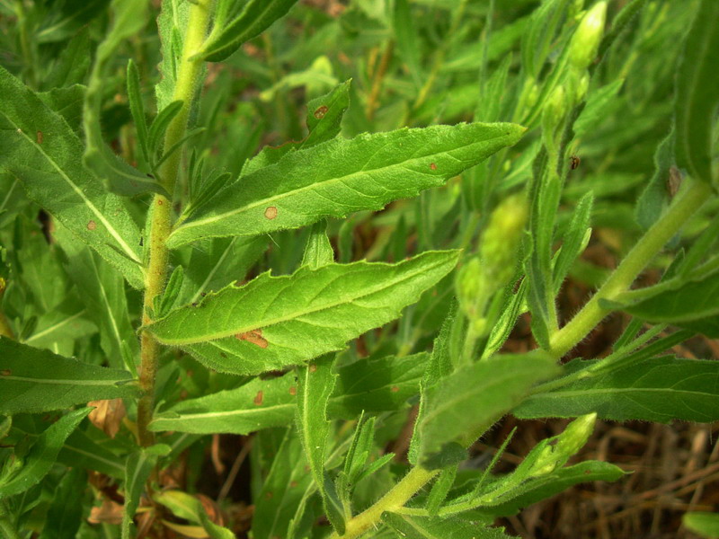 Dittrichia viscosa / Enula cepittoni