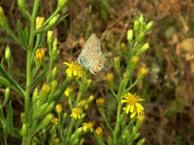 Dittrichia viscosa / Enula cepittoni