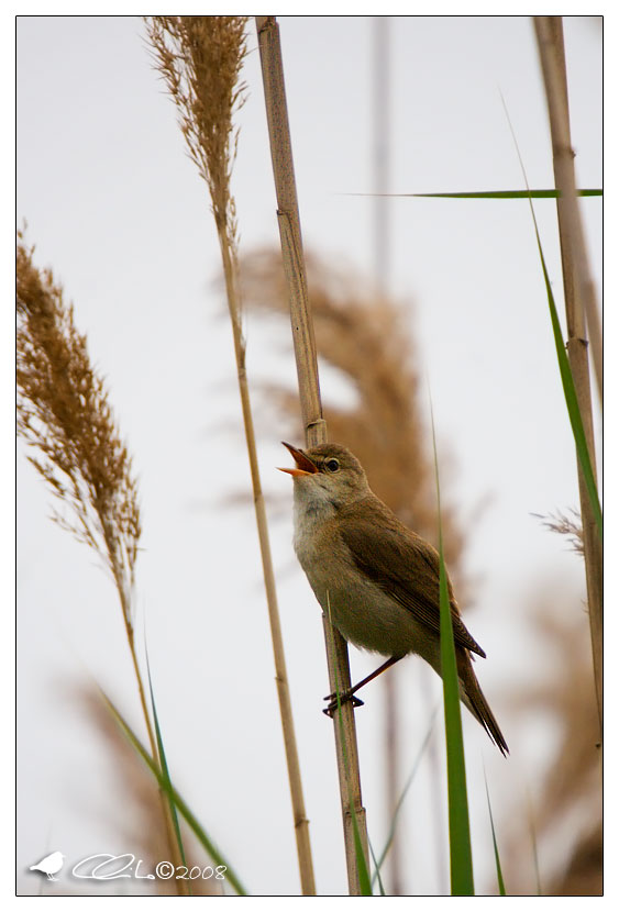 Acrocephalus scirpaceus - Cannaiola