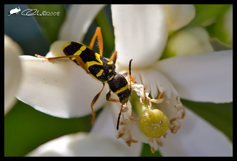 Cerambycidae - Clytus arietis