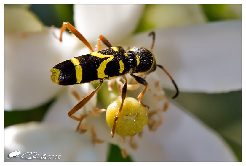 Cerambycidae - Clytus arietis