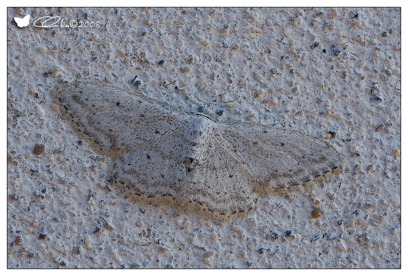 Idaea seriata - Geometridae Sterrhinae (Adulto)