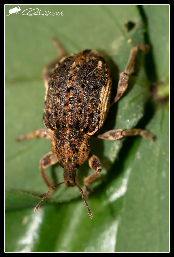 Brachypera  zoilus del Napoletano