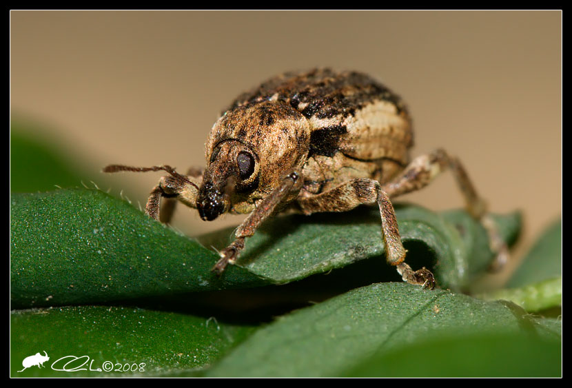 Brachypera  zoilus del Napoletano