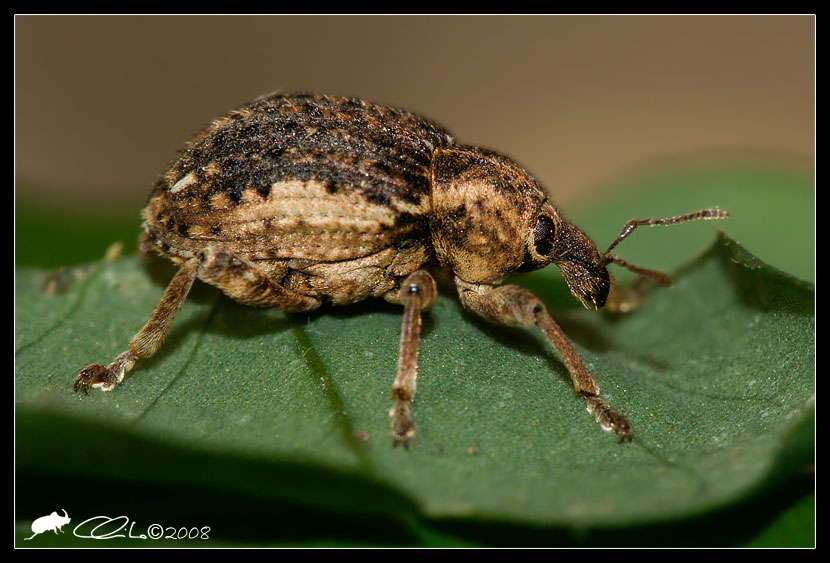 Brachypera  zoilus del Napoletano