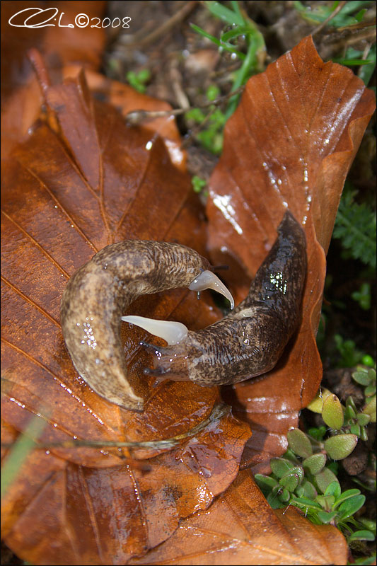 Limax o Arion ?(Deroceras reticulatum)