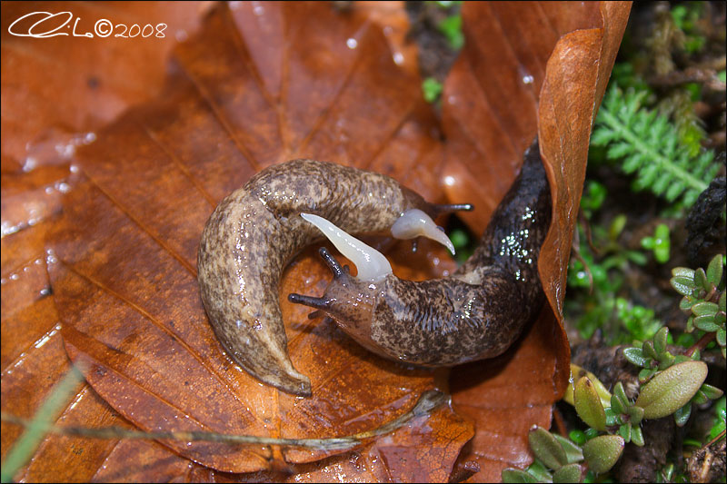 Limax o Arion ?(Deroceras reticulatum)