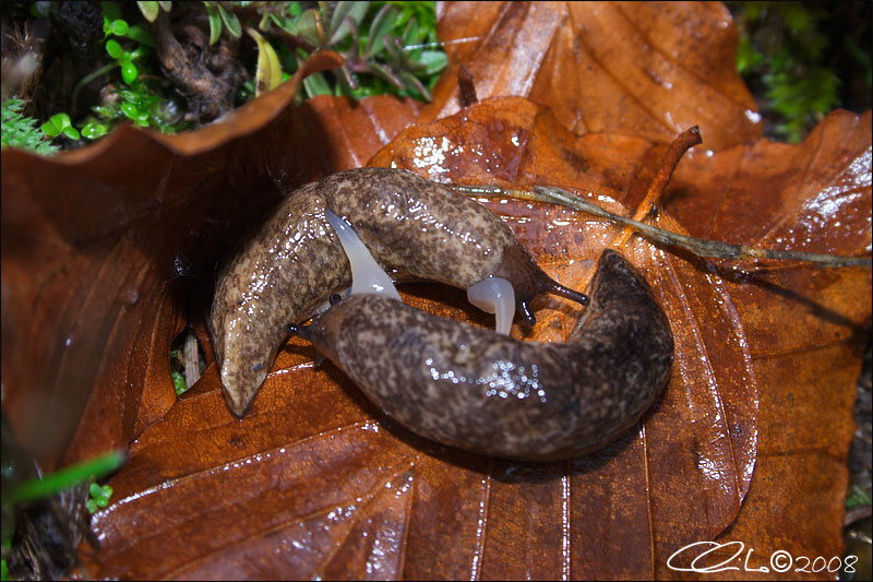 Limax o Arion ?(Deroceras reticulatum)