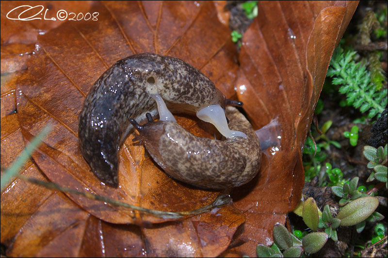 Limax o Arion ?(Deroceras reticulatum)