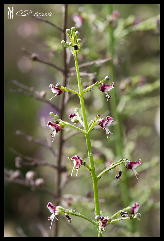 Scrophularia canina / Scrofularia comune