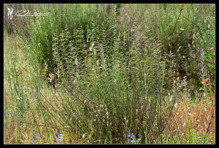 Scrophularia canina / Scrofularia comune