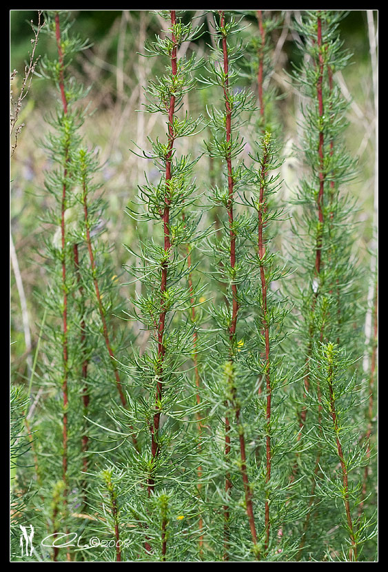 cfr. Artemisia sp.