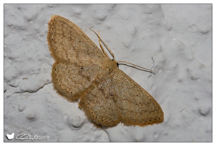 Scopula minorata - Geometridae Sterrhinae (Adulto)